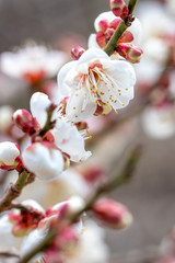 梅の花