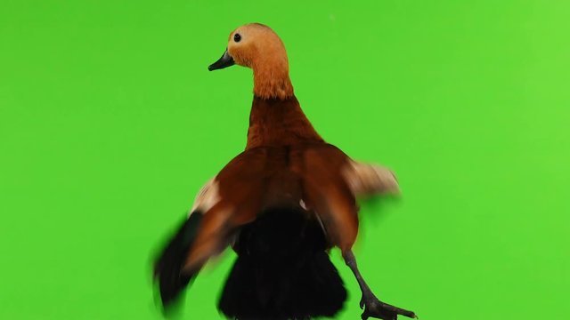 male Beautiful bright red duck (Ogar) rotates and flaps its wings, isolated on green screen (In Slavic mythology and Buddhism, this bird was considered sacred)