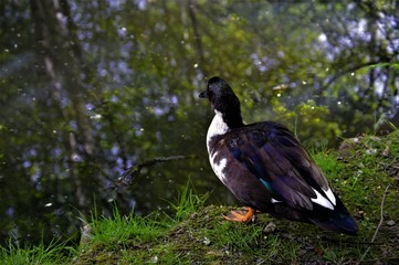 Duck by a pond