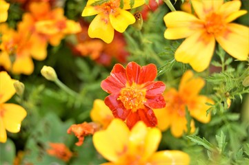 orange flowers in the garden