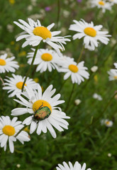 Obraz premium Closeup of green beetle on oxeye daisy flower in summer field on white flower, in Estonia.