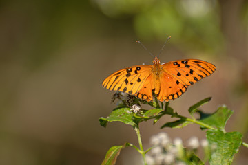 Obraz premium Vanillefalter (Agraulis vanillae)