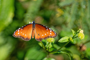 Tropische Königin (Danaus eresimus)