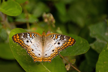 Weißer Pfau  (Anartia jatrophae)