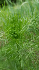 Dill in the garden