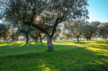 Fototapeta na wymiar Typical Cork Oaks Grove and Pasture Landscape in Alentejo Portugal