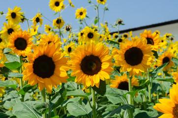 Obraz premium beautiful of Sunflower (Helianthus annuus) in field with blue sky