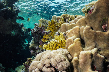 Coral Reef at the Red Sea Egypt