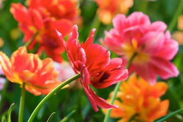 Beautiful colors of the tulips