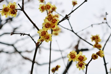 花　蠟梅　梅　2がつ　茨城