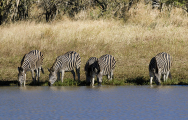 Herd of zebras in the African savannah