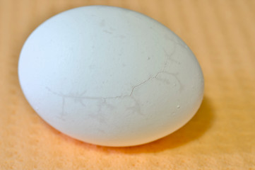 Chicken white egg close up with micro cracks in the shell.