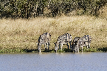 Herd of zebras in the African savannah
