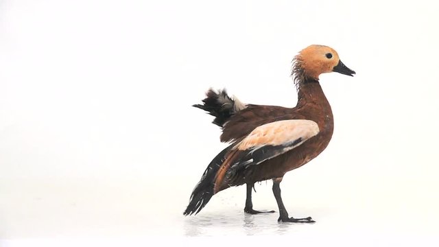 .slow motion. male Beautiful bright red duck (Ogar) flapping his wings, isolated on white screen (In Slavic mythology and Buddhism, this bird was considered sacred)