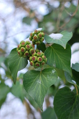 Efeu (Hedera helix) - unreife Beeren im Winter