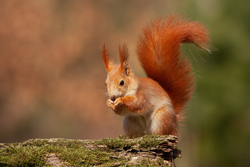 Naklejka na ściany i meble Eurasian red squirrel, sciurus vulgaris, in autumn forest in warm light. Wildlife scenery with vivid colors. Cute little animal feeding.