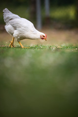 Hen in a farmyard (Gallus gallus domesticus)