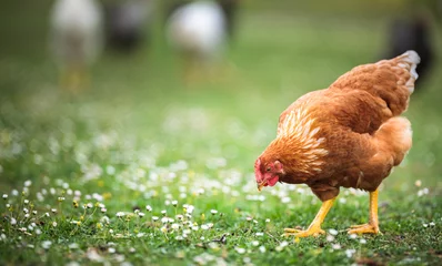Selbstklebende Fototapeten Hen in a farmyard (Gallus gallus domesticus) © lightpoet