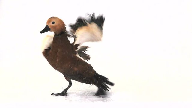 .slow motion. male Beautiful bright red duck (Ogar) flapping his wings, isolated on white screen (In Slavic mythology and Buddhism, this bird was considered sacred)