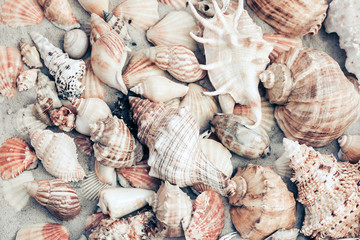 Seashells on the sand, summer beach background, travel concept .
