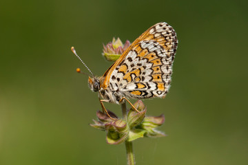 Obraz na płótnie Canvas Butterfly in natural environment