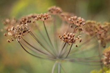 spider on flower