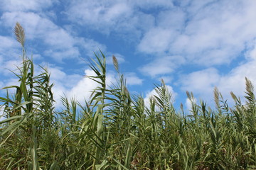 grass and blue sky