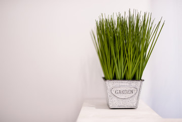 An interior pot with grass on a white background on the stand