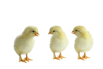 Three cute little yellow French Splash Copper Maran chicken / chicks isolated over a white background. 