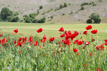 field with red poppies