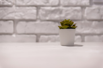 Interior item, cactus on the table