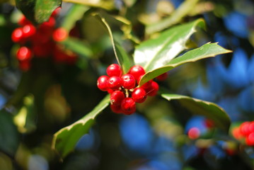 Stechpalme (Ilex) mit roten Beeren im Sonnenlicht