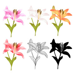 Stem Lily flower yellow white pink yellow red outline and silhouette Lilium candidum, on a white background  vintage vector illustration editable Hand draw