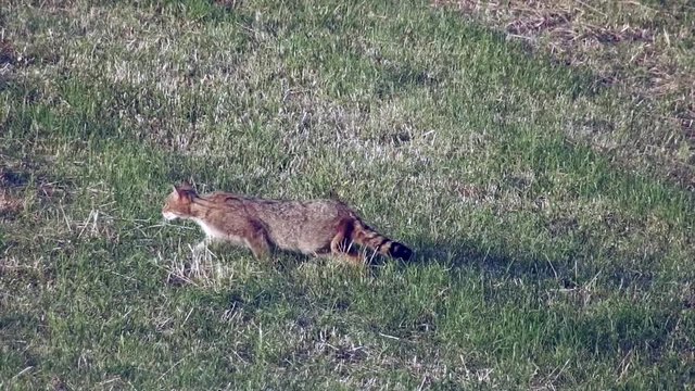 Europ&auml;ische Wildkatze (Felis silvestris) pirscht auf Feldm&auml;use,, Freilandaufnahme