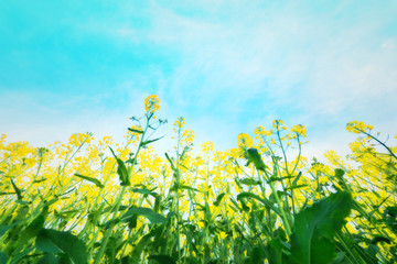 Rape yellow bloom beautiful flowers