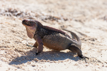 animal, fauna and nature concept - exuma island iguana in the bahamas