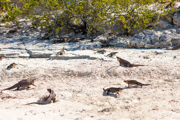 animal, fauna and nature concept - exuma island iguanas in the bahamas