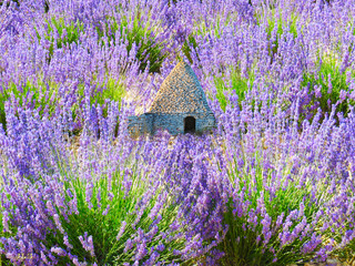 champ de lavande borie