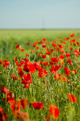 The first spring flowers. Red poppies.