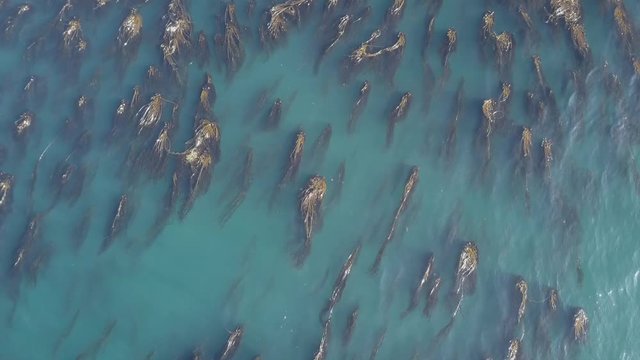 Aerial view of kelp in a gentle swell
