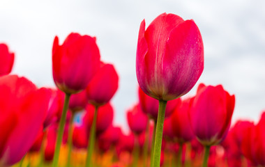Pink tulips in the park as background