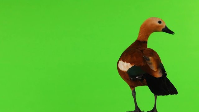 male Beautiful bright red duck (Ogar) rotates,  isolated on green screen (In Slavic mythology and Buddhism, this bird was considered sacred)