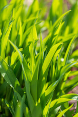 Obraz premium Green grass on nature in spring