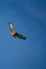 Fototapeta na wymiar Common Buzzard (Buteo buteo) gliding against a blue sky