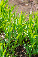 Obraz premium Green grass on nature in spring