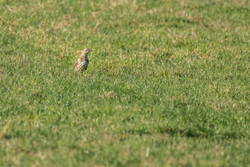Mistle Thrush (Turdus viscivorus)
