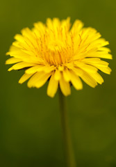 Yellow dandelion flowers in the park