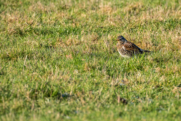 Fieldfare (Turdus pilaris)