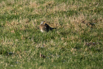 Fieldfare (Turdus pilaris)