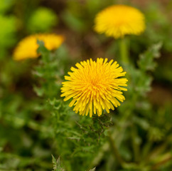 Yellow dandelion flowers in the park